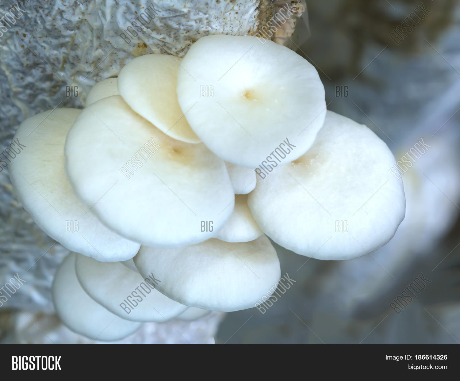 Beauty Abalone Image & Photo (Free Trial) Bigstock