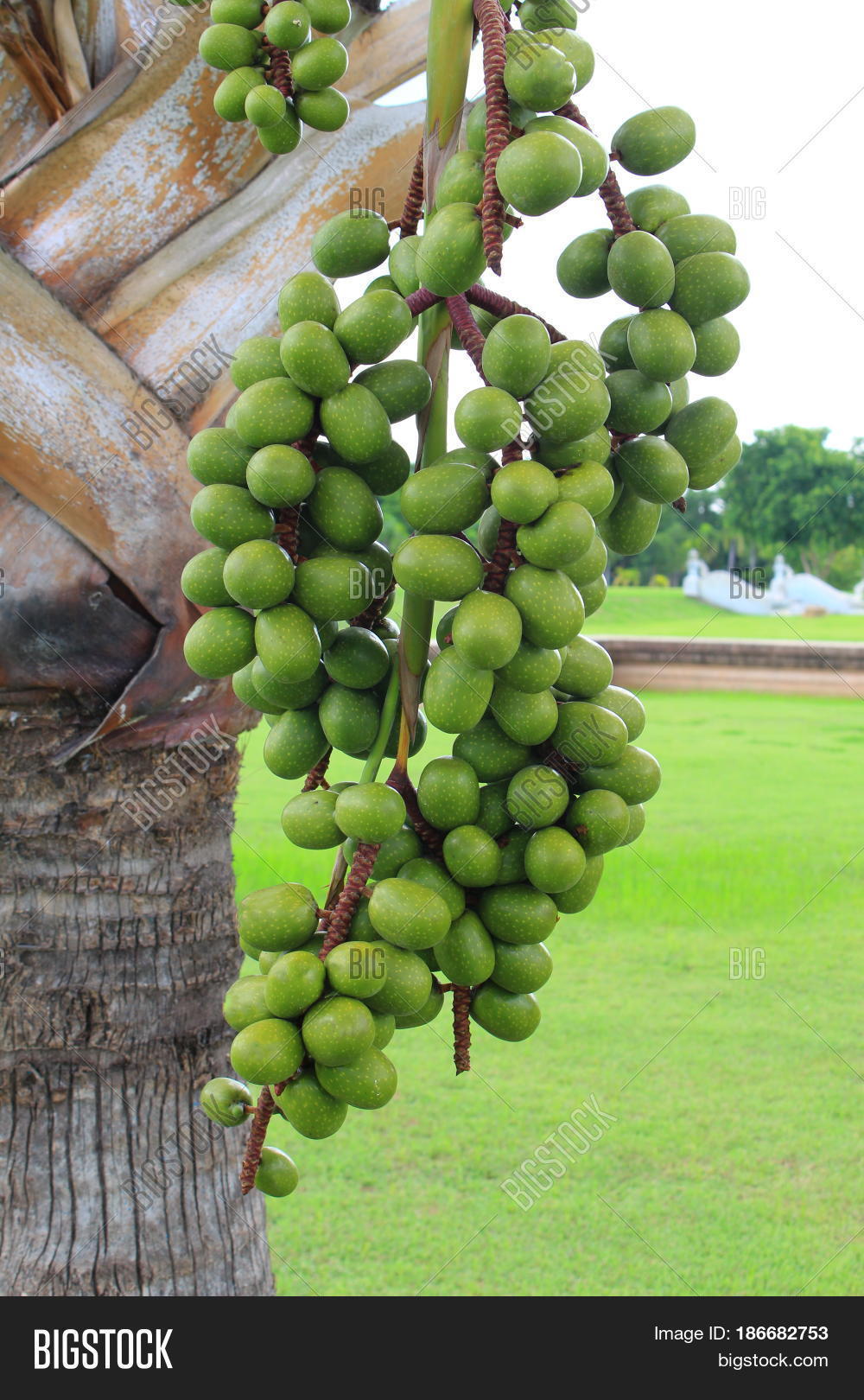 Palm Fruit Tree Raja Image & Photo (Free Trial) Bigstock