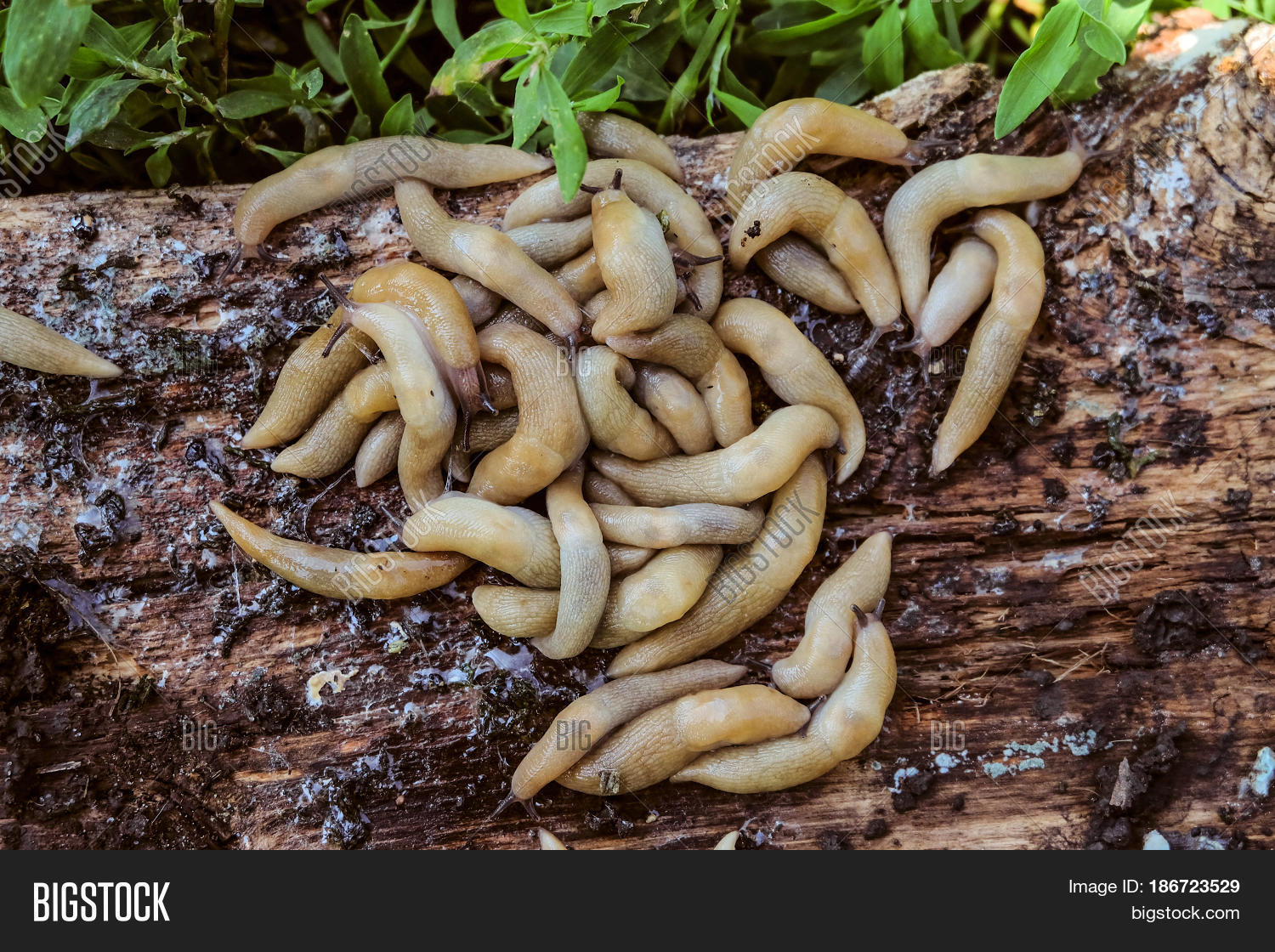 Colony Garden Slugs On Image & Photo (Free Trial) Bigstock