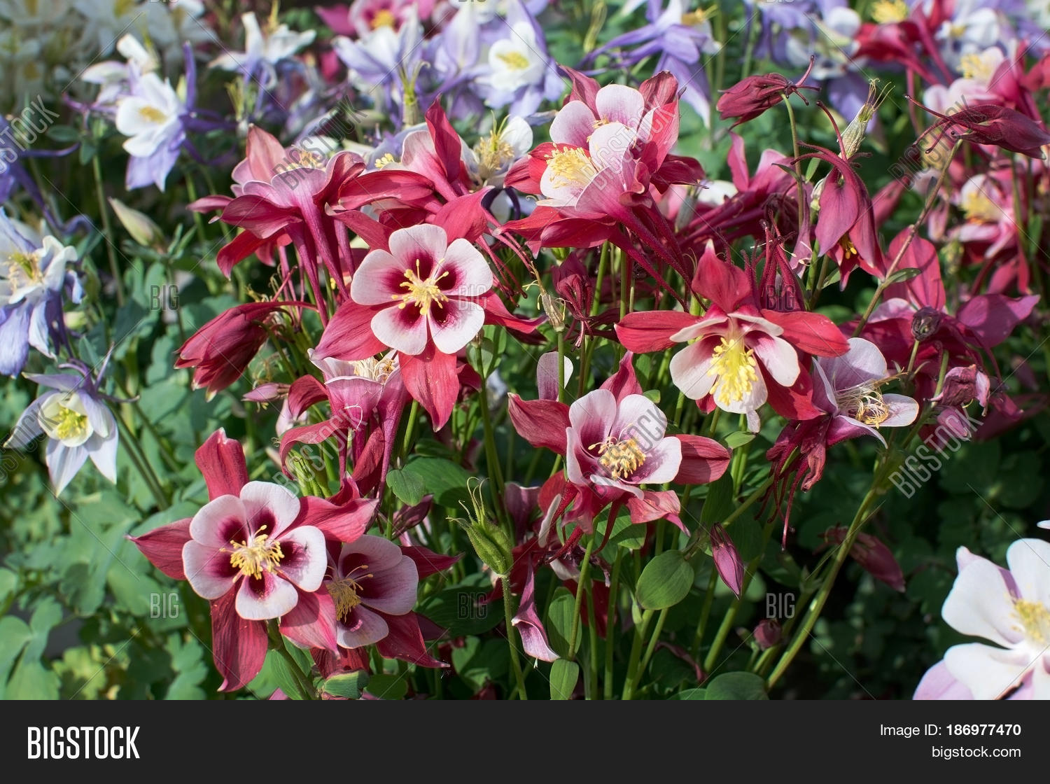 Xxx Flower Xxx Flower