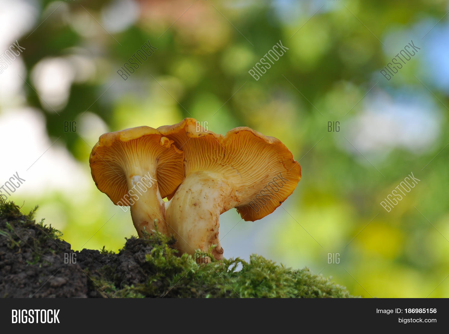 Collecting Chanterelle Image & Photo (Free Trial) Bigstock