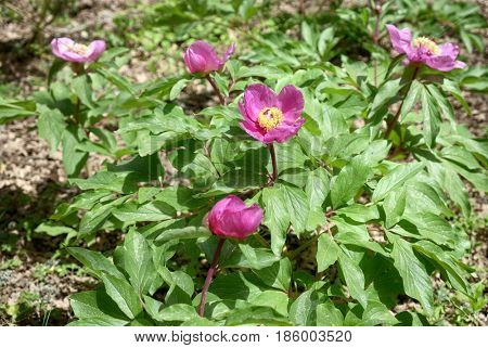 red wild peony in Nebrodi Park, Sicily