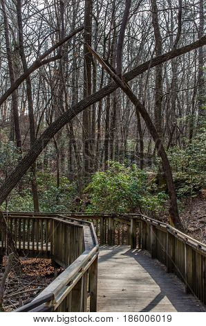 Walking trail thru natural wood setting.  Wood boardwalk path through forest.  Explore and enjoy recreational walk or hike through the woods.