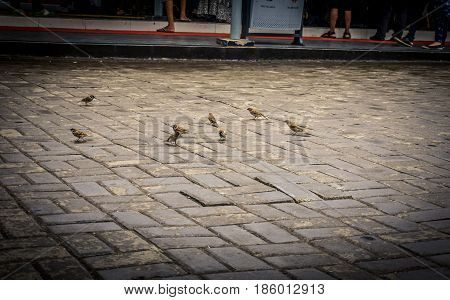 Estrildid finch bird on pavement photo taken in Bogor Indonesia java