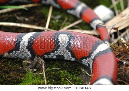 Milksnake-mønster