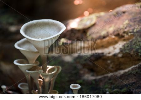 Fungimushroom small much growing on timber in forest
