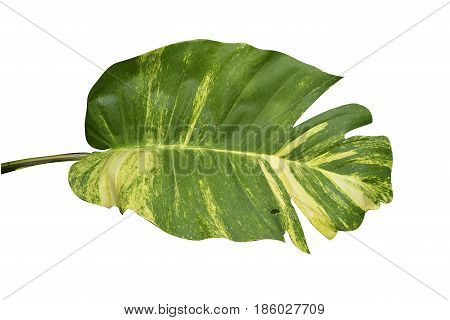 Pothos leaves nature isolated on white background