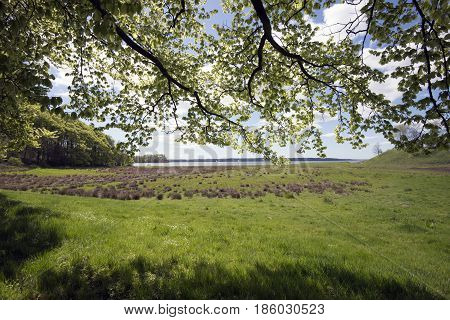 Springtime Danish coastline view from forest. Littlebelt in the bakground.