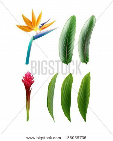 Vector set of tropical plants Bird of Paradise flower or Strelitzia Reginae and Alpinia Purpurata with leaves isolated on white background