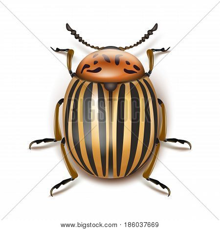 Vector colorado potato beetle close up top view isolated on white background