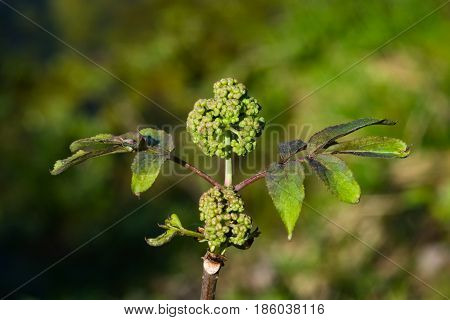 Flower buds and leaves of red elderberry Sambucus Racemosa on branch with bokeh background macro selective focus shallow DOF.