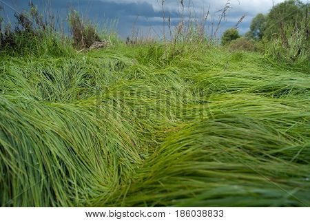 Texture of grass on a cloudy sky background.