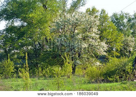 Flowering in May an apple tree against a background of green trees.