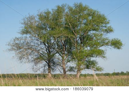 Three huge poplars growing in the fields, a summer clear day.