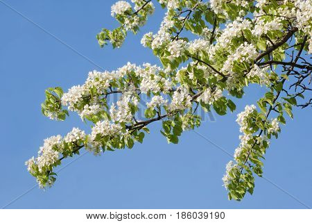 Blooming in May apple tree against a background of clear sky.