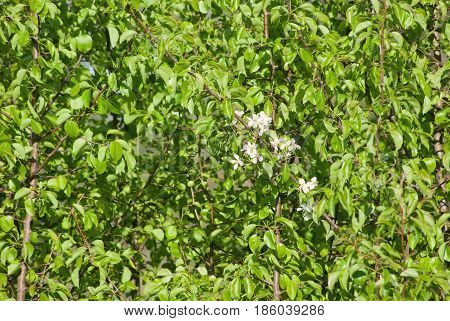 Texture of green apple tree leaves in a May garden.