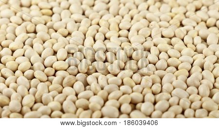 White Frigole Kidney Beans Close Up Background