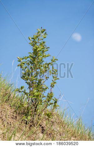 Young cherry on the slope, against the background of the blue sky and the moon.