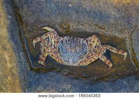 Small crab on large stone on the sea shore.