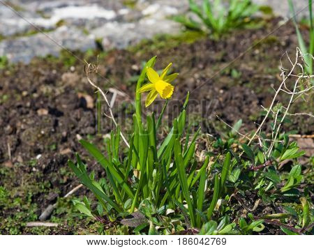 Small yellow daffodil or narcissus flower close-up at flowerbed selective focus shallow DOF.