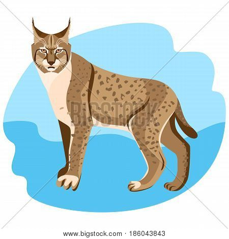 Full length spotted bobcat vector illustration isolated on blue background. Wildlife animal cat specie with coat in brown and white colors