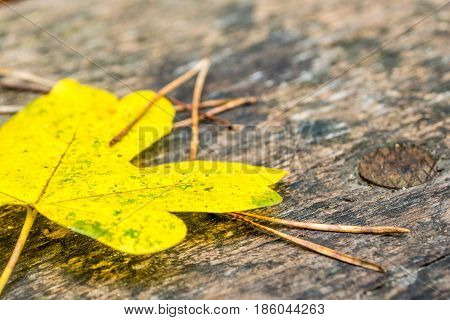 Maple Leave And Needles On Wooden Bank In Autumn Forest