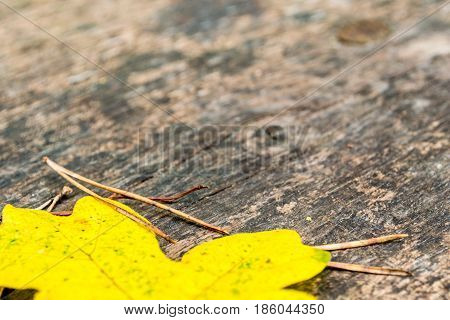 Maple Leave And Needles On Wooden Bank In Autumn Forest