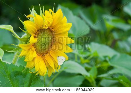 Lonely sunflower in the field and white butterfly making a respite on the fly.