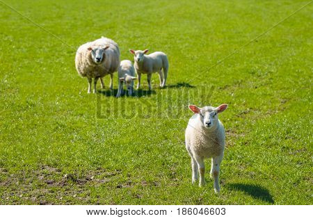 Proud mother with a thick winter coat presents her three innocent looking newborn lambs standing on fresh green grass on a sunny day at the beginning of spring season.