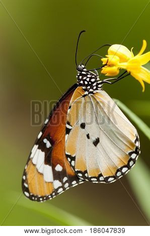 Female Plain tiger butterfly (Danaus chrysippus form alcippoides) on yellow flower