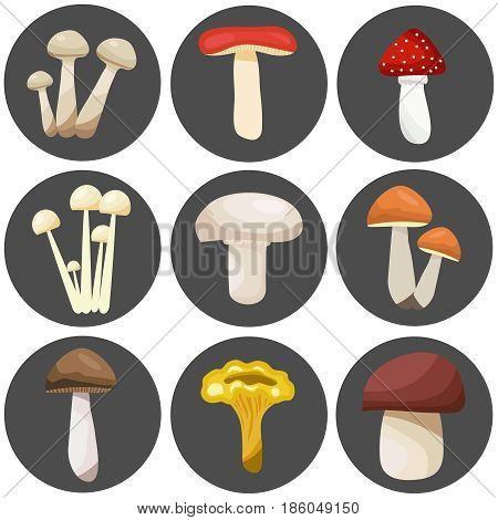 Edible and inedible mushrooms on a dark background. Flat design vector illustration vector.