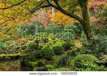 Japanese garden with autuman maple tree