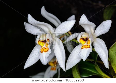 Coelogyne Nitida (wall. Mss.) Lindl.