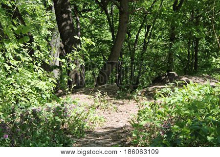 Spring Forrest. Fresh Green Woods in the Forest of Franconia, Germany. Blooming wild garlic.