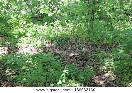 Spring Forrest. Fresh Green Woods in the Forest of Franconia, Germany. Blooming wild garlic.