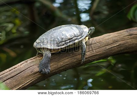 Tortoise on a branch above the pond