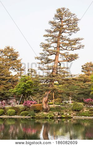 Traditional Japanese tree in Kenroku-en garden, Kanazawa