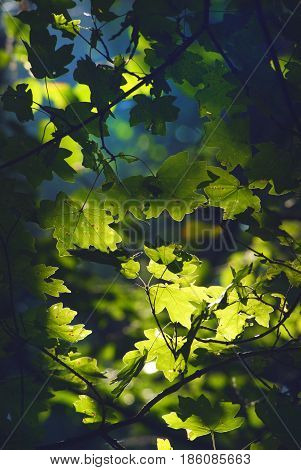Maple leaves in sunlight. Summer green forest