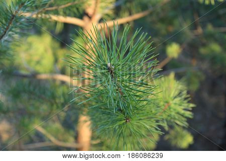 Pine branch close-up against a pine forest background