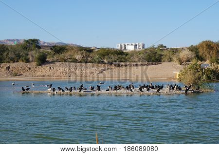 Lake in the park, cormorants resting near the water, selective focus