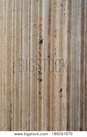 Aged Sosnowsky Hogweed Stem Wood Texture With Stripes