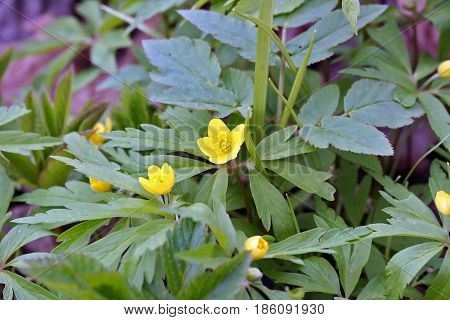 Anemone Ranunculoides (yellow Anemone Or Buttercup Anemone)