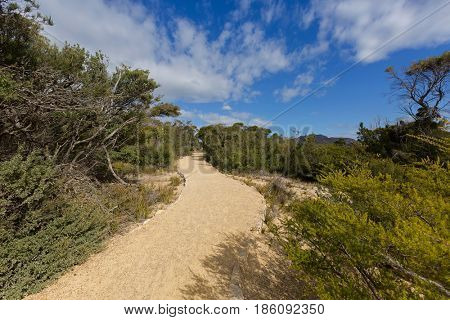 Curvy path to iconic Cape Tourville Lighthouse lookout. Flat and easy access track with trees during Autumn in Freycinet National Park, Tasmania, Australia 
