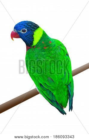 A green parrot on a branch photo isolated on white background