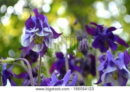 Aquilegia blue during flowering - bouquet of flowers