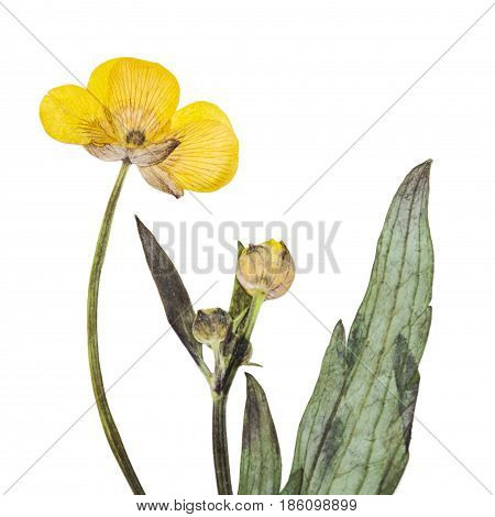 Pressed and dried yellow flowers buttercup isolated on white background. For use in scrapbooking floristry or herbarium.