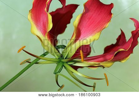 Gloriosa Lily (Gloriosa superba) against green background