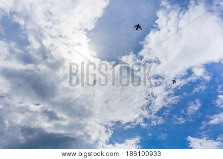 View on beautiful white clouds in a blue sky. Clouds and Skies in the Morning. Flying Birds in the Sky.
The Sun behind Clouds. Fresh Air. Cloudy Weather. Cloud Formations. White Clouds