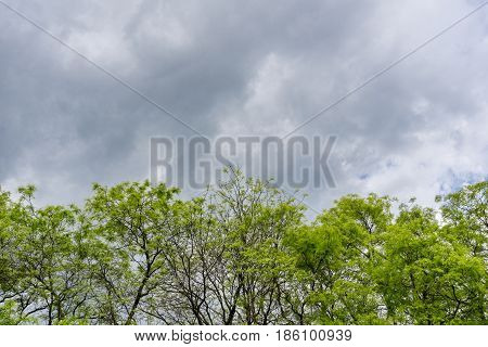 A Row of green Trees in front of dark Clouds.
Dramatic Clouds. Thunder Storm, Cloudy Day, Bad Weather,  Fresh Air.  Cloud Formations.