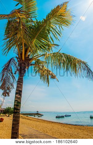 Benoa Sand Beach View, Palm Tree. Bali,indonesia